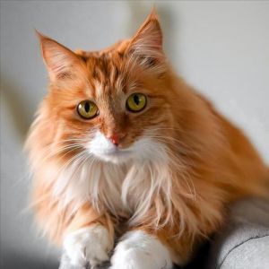 狮子猫掉毛多怎么办？（狮子猫容易掉毛吗）