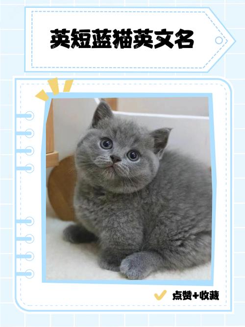 猫咪超懂你，会蹭腿安慰主人（英短猫能听懂人话吗）