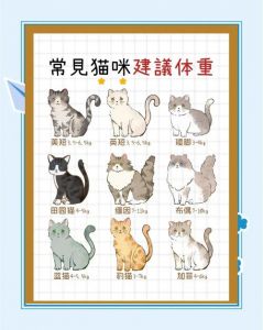 布偶猫体重标准及健康监测（布偶猫体重表）