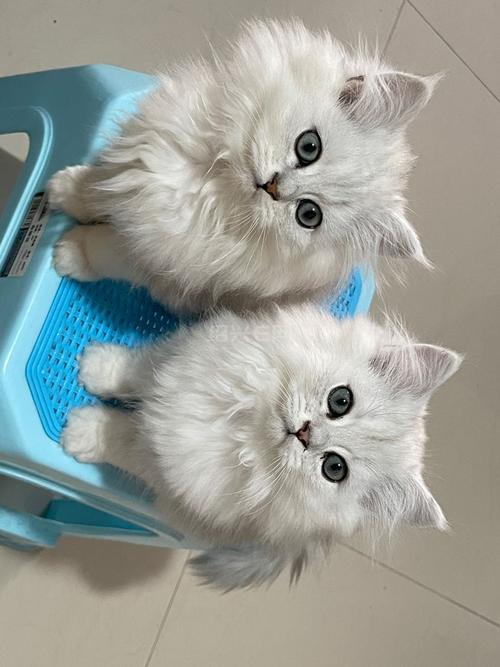 金吉拉猫价格1500-3000元，看血统品相健康（纯种金吉拉猫多少钱一只）