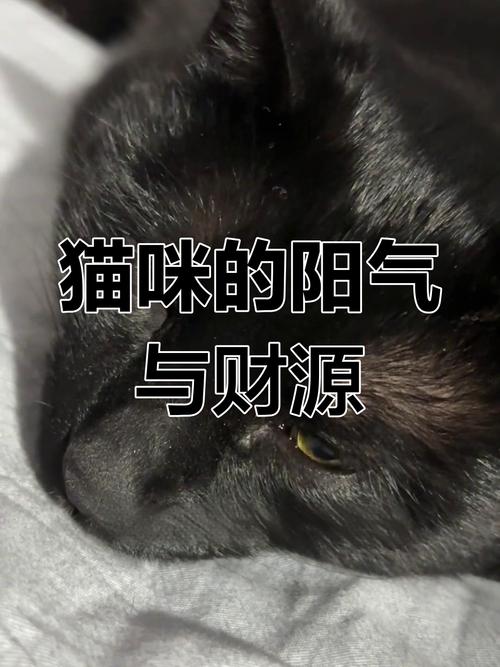 猫咪爱阴凉 因天性安静敏感，给与舒适环境很关键（猫为啥喜欢阴气重的人）