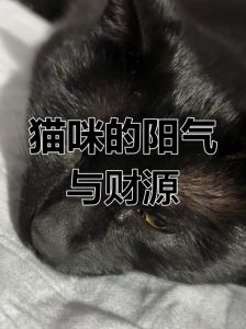 猫咪爱阴凉 因天性安静敏感，给与舒适环境很关键（猫为啥喜欢阴气重的人）