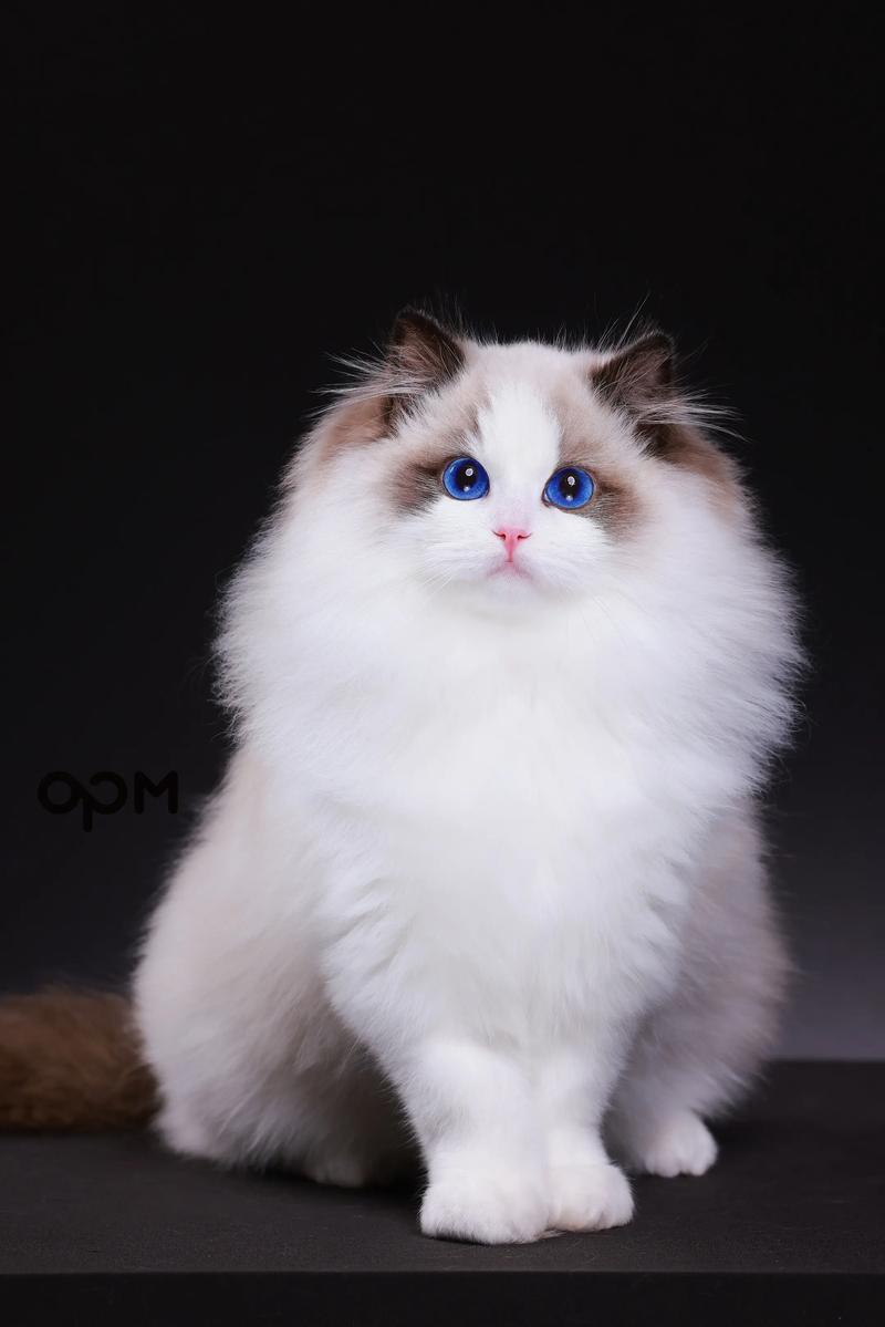颜色性格大不同，爱猫无分别（海双猫图片）