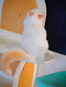 三花猫多为母猫，布偶猫花色需父母遗传，健康繁育最重要（布偶三花猫）
