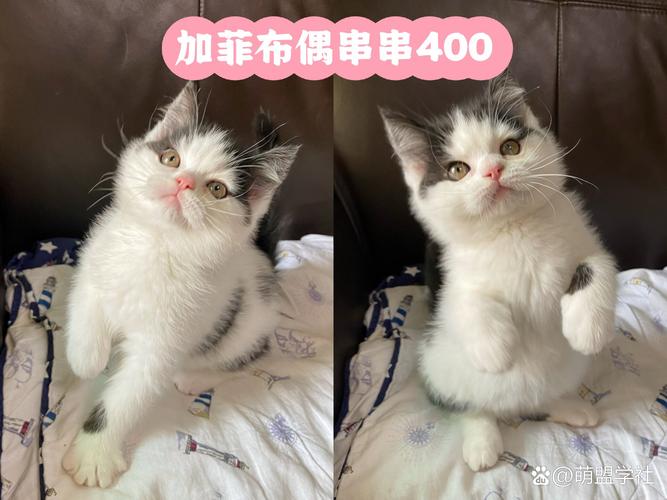 布偶猫加菲猫能配种，后代健康外貌难预测（布偶猫与加菲猫能一起配种吗）