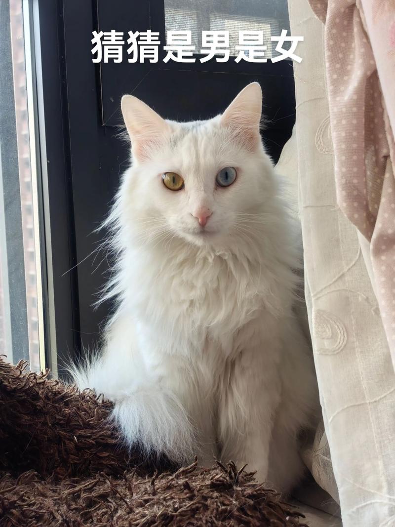 独特颜值鸳鸯眼，中华本土猫代表（很漂亮的狮子猫长什么样）