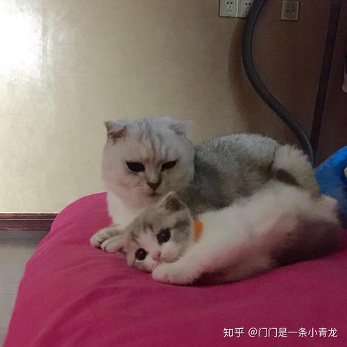 新猫进家老猫哈气怎么办？（两只老猫一只新猫老哈气怎么办）