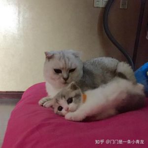 新猫进家老猫哈气怎么办？（两只老猫一只新猫老哈气怎么办）