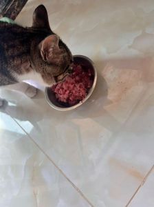 猫喂猪肉要适量，防胖防病，猫粮为主（不小心给猫喂了熟的猪肉）