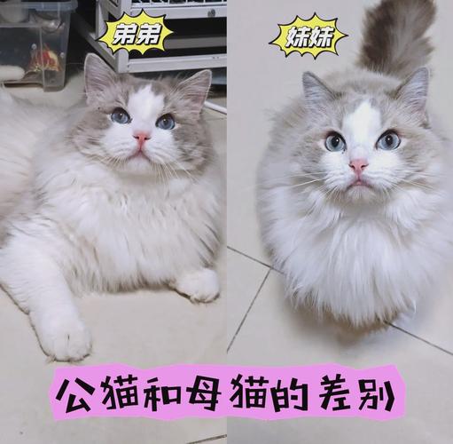 布偶猫晚熟多久？几月成熟？（布偶母猫多大性成熟）
