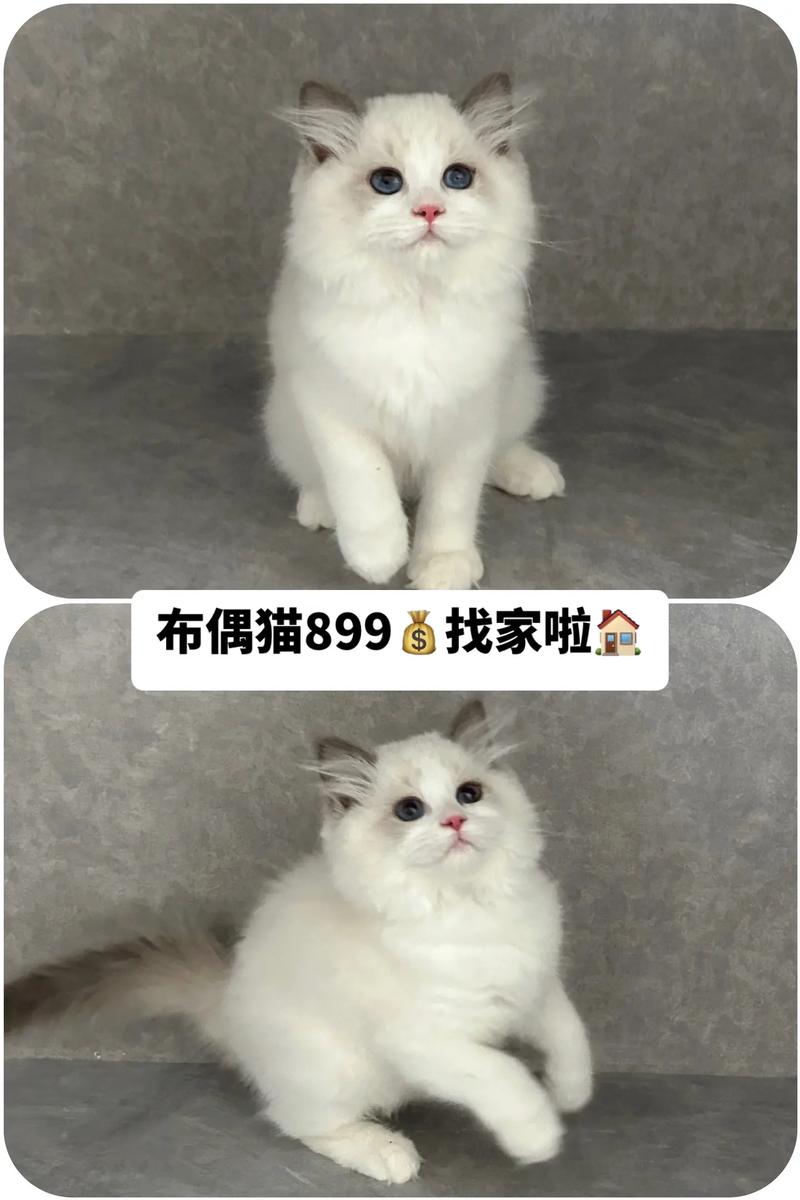 布偶猫便宜但要注意健康和照顾（最便宜布偶猫多少钱一只）