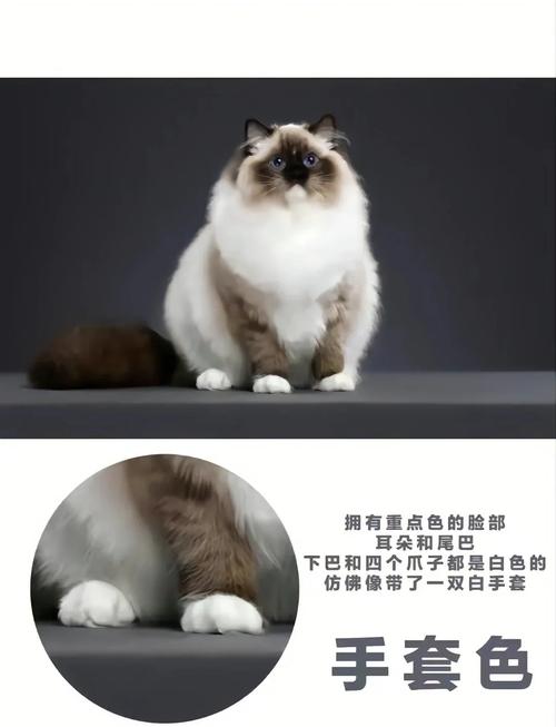 萌态尽显，基因奇妙融合（布偶和蓝猫混血是什么猫）