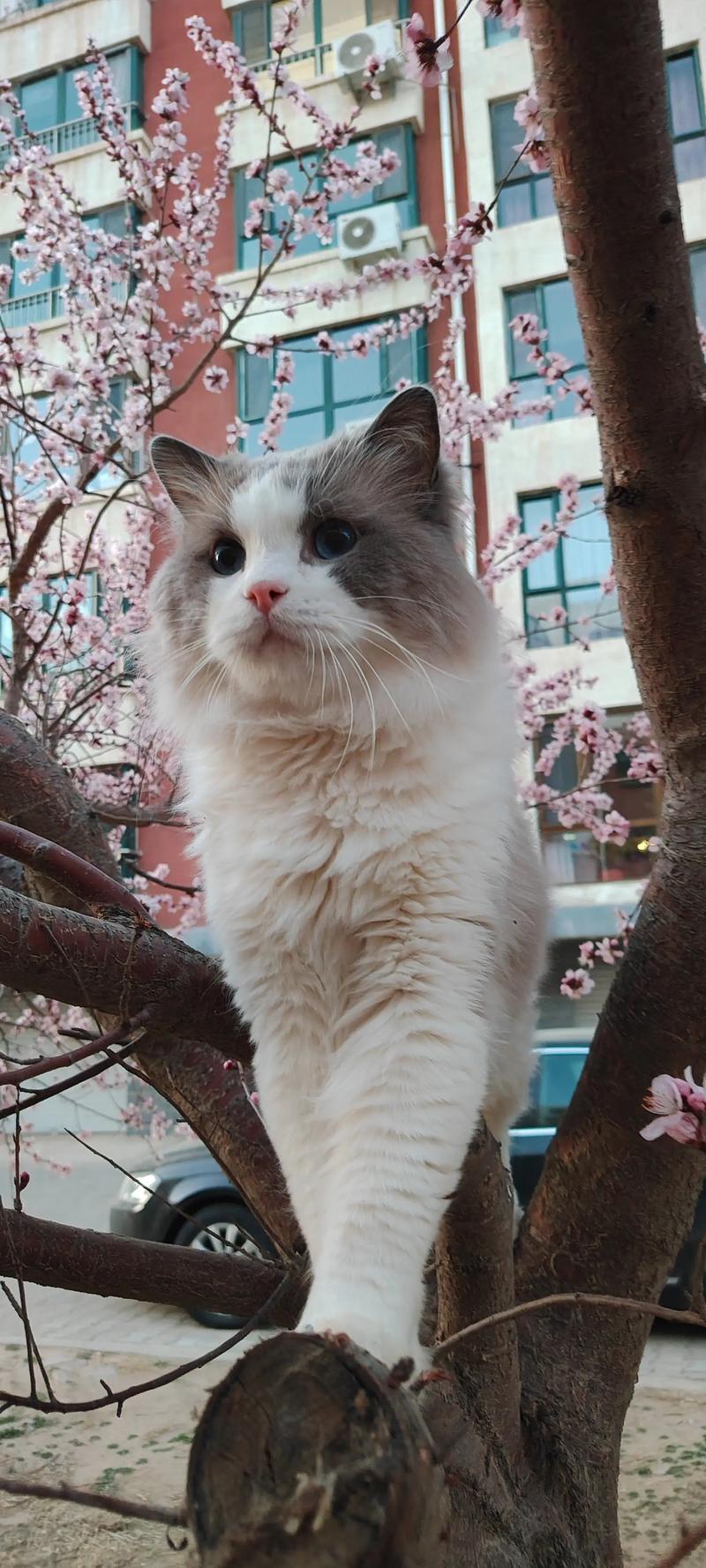 布偶猫消瘦？小心健康警报！（散养在乡下的布偶猫越养越瘦）