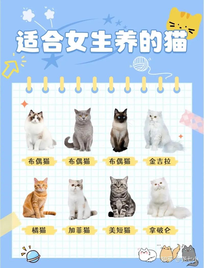 选哪个更适合你？（布偶猫与英短哪个好）