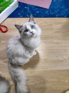 布偶猫养熟要多久？耐心互动很重要（6个月大的布偶猫养的熟吗）