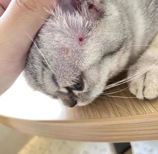 脱毛红痒要当心，及时就医防传染（猫癣是什么样的图片）
