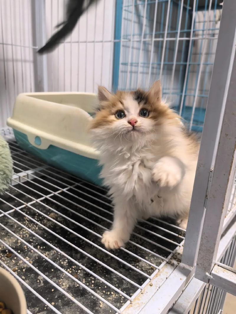 三花猫价格差异大？看品种血统和品相（三花猫多少钱一只正常价）