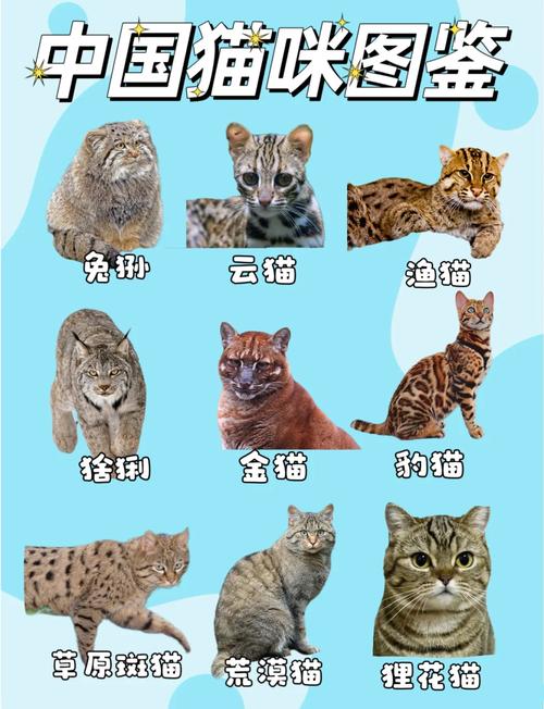 价格从几千到几万美元（十大名猫图片品种）