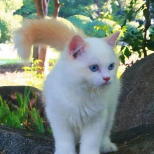 火焰布偶猫价格差异大，健康才是明智之选！（火焰布偶猫多少钱一只）