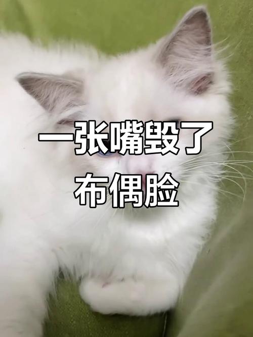 布偶猫尴尬期怎么办？（布偶猫尴尬期的表现）