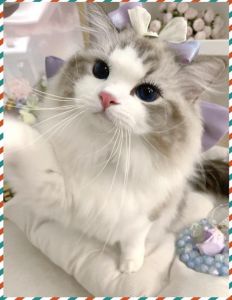 温顺粘人大型猫，价格数千至上万元（布偶猪是什么品种的猫）