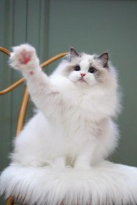 价格高肠胃弱掉毛多，新手慎重！（布偶猫合适新人养吗）