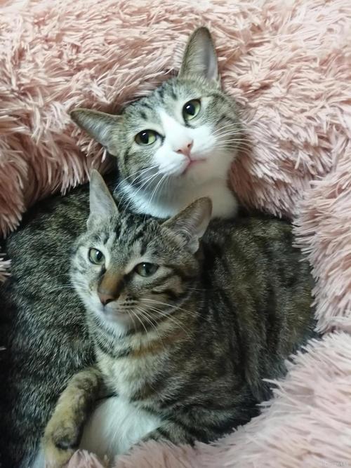 简州猫与狸花猫如何区分？（简州猫和狸花猫的区别图片）