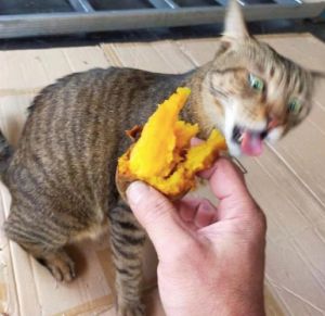 猫吃变质红薯会中毒死亡（猫吃了变质的红薯会死吗）