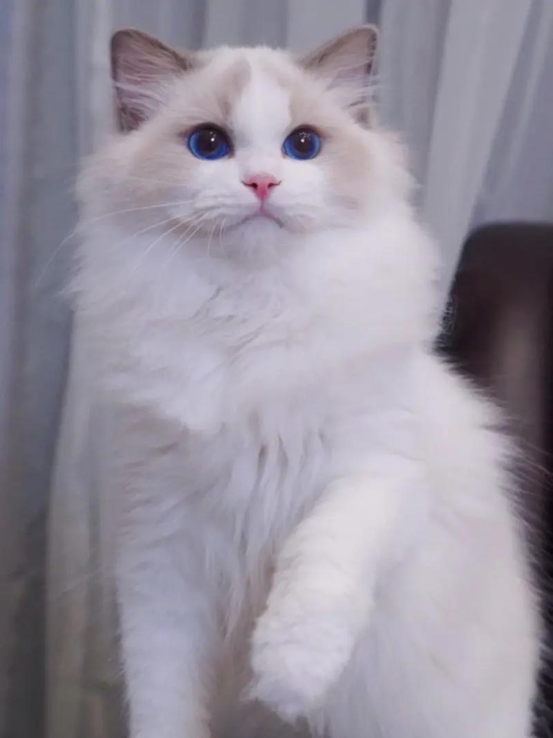 布偶猫纯种看证书和杏仁眼，蓝眼非关键（布偶猫蓝眼睛是纯种吗）