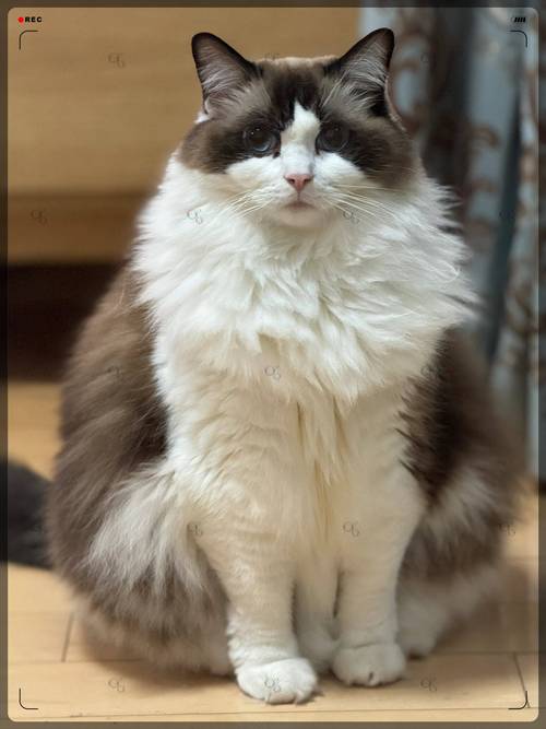 猫咪颜值性格大盘点（十大最美布偶猫图片）