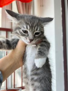 狸花布偶性格不同也能相处好（狸花猫可以和布偶猫一起养吗）