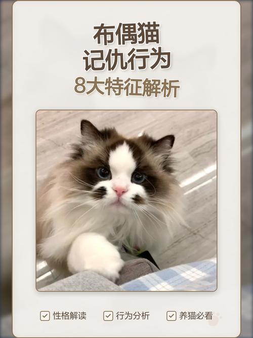 布偶猫绝育后疏远怎么办？（布偶猫做绝育会记仇吗）