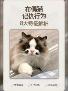 布偶猫绝育后疏远怎么办？（布偶猫做绝育会记仇吗）
