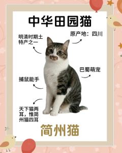 好奇爱自由，警惕贪吃的小吉祥物（简州猫是凶猫还是吉猫）