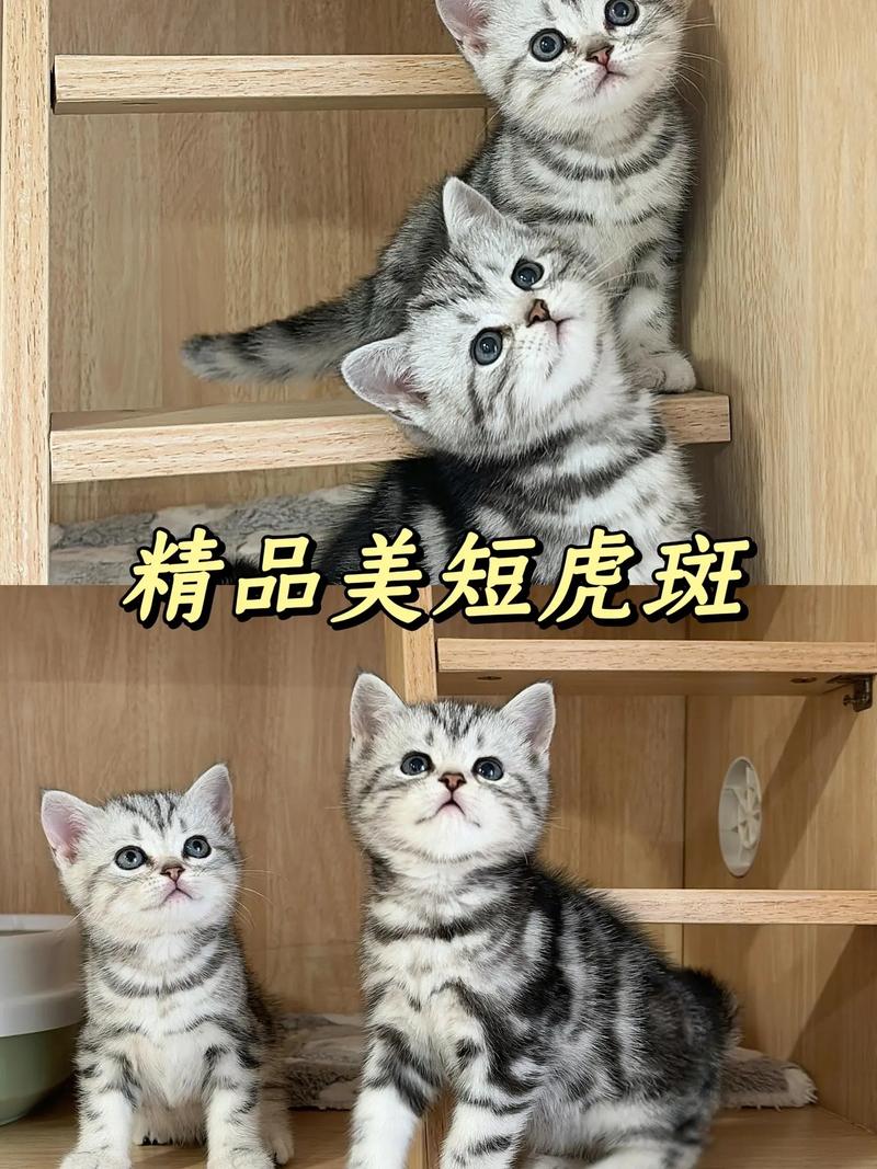 优雅活泼好养宠物（美短猫虎斑优缺点）