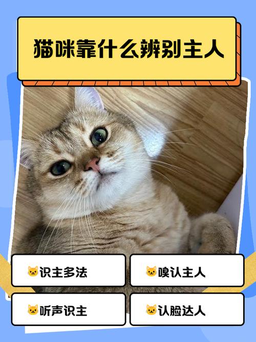 猫咪认定你是主人啦！（怎么判断猫咪有没有把你当主人）