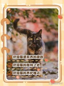 别只看花纹，好伙伴！（玳瑁猫一般人养不了）