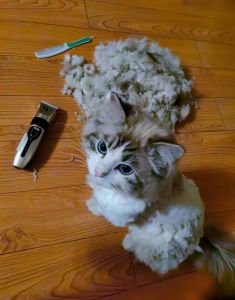 布偶猫换季掉毛怎么办？（布偶猫脱毛期是多久）