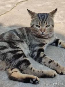 想找温顺不拆家的猫？英短加菲布偶等都是好选择！（什么猫温顺不拆家）