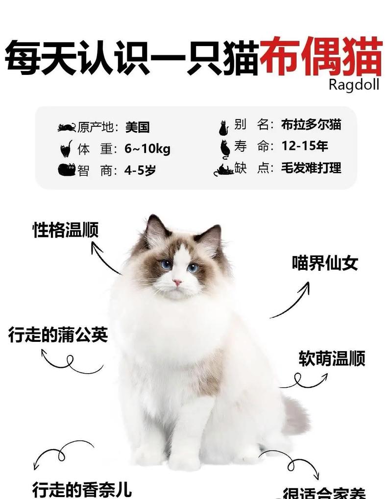布偶猫不笨，情感智商高懂你（布偶猫智商相当于几岁）