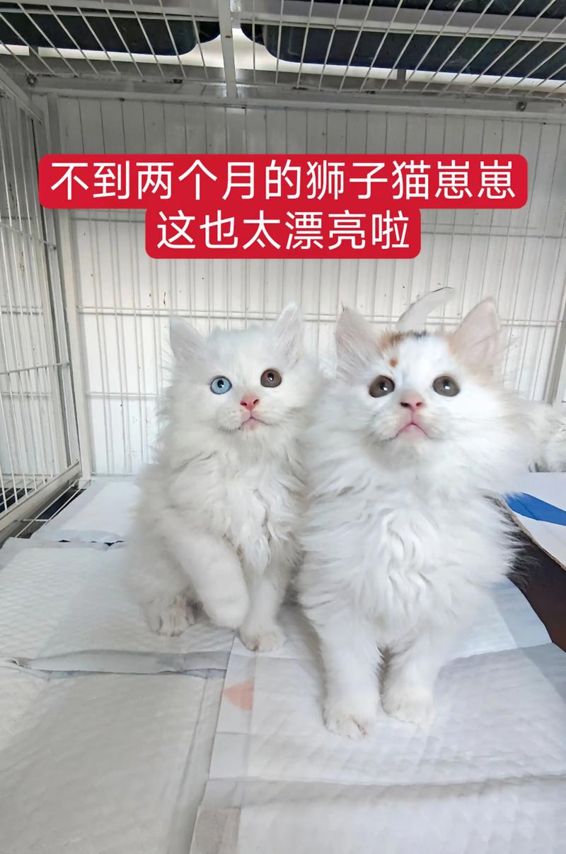 我家叛逆猫人小羽，新猫周黎给我希望，助他找家（我从小养到大的狮子猫）