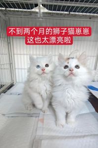 我家叛逆猫人小羽，新猫周黎给我希望，助他找家（我从小养到大的狮子猫）