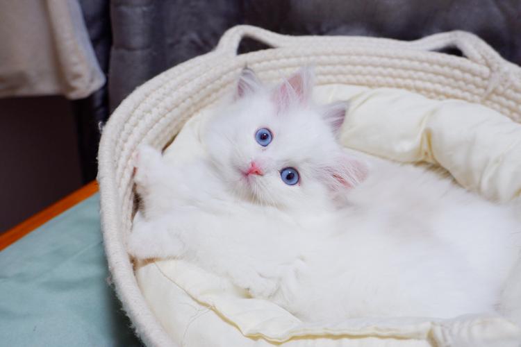 温柔粘人布偶猫，家庭好伙伴（白色布偶猫图片）