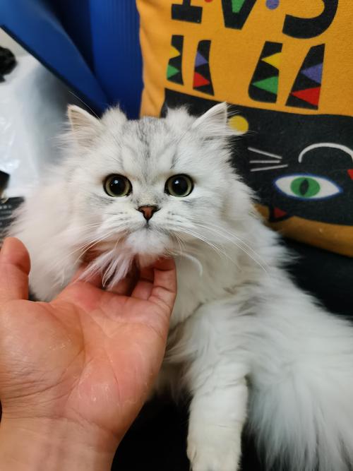 萌短腿，贵萌宠（成年拿破仑猫图片）