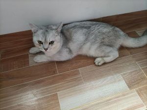 银渐层招财？别信了，养猫图个乐！（养银渐层猫招财还是漏财）