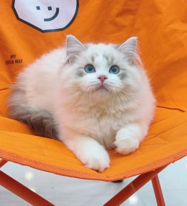 海双山猫纹布偶猫，独特花纹引人注目（海双山猫纹布偶图片）