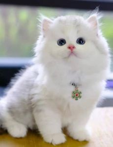 波斯猫温和友善，慵懒灵敏，适应家庭生活（波斯猫攻击性）