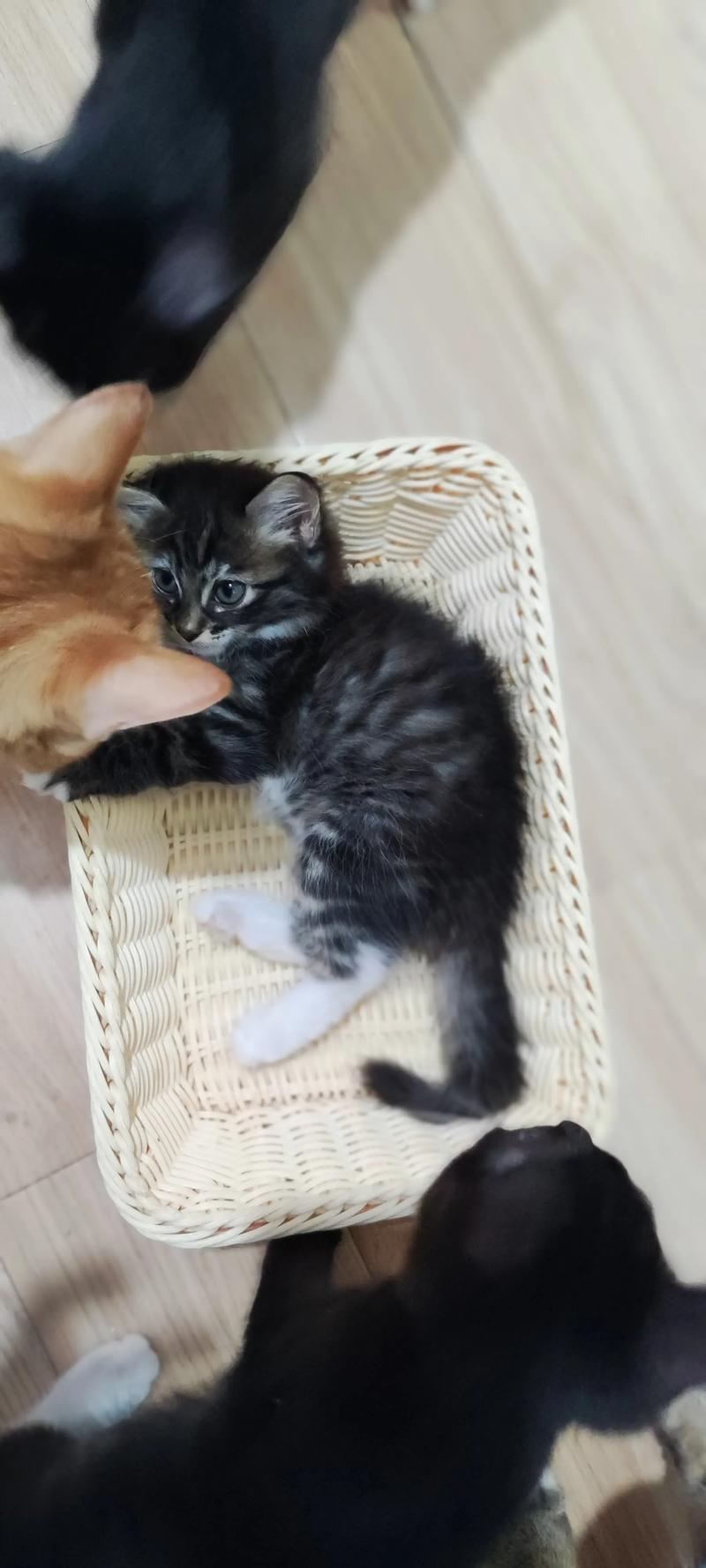 三花猫嫌弃布偶猫？猫咪审美大！（布偶猫三花串串图片）