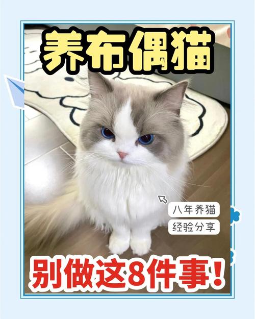 布偶猫配母猫更安全健康（布偶千万不能养公猫）