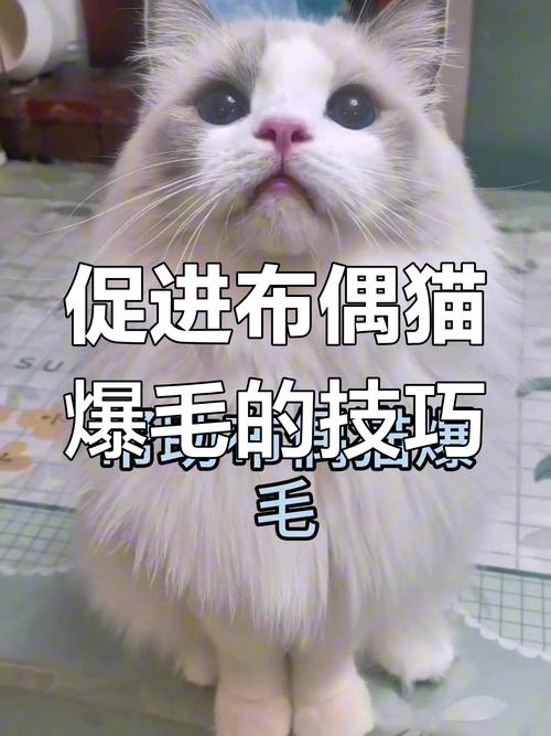布偶猫毛球症危险信号及预防（布偶猫吐不出毛怎么办）